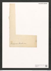Pleurosigma eximium (Thwait.) (de-Toni-Nr.: Genus 13, Species 1097) Zeichnungen Sammlung Grunow (NHMW-BOT-W0369171)